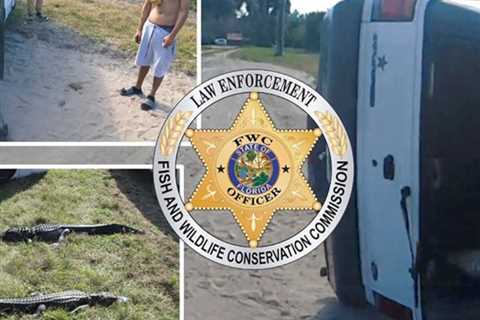 Florida Police Find Two Occupants of Fatal Car Crash Are Alligators
