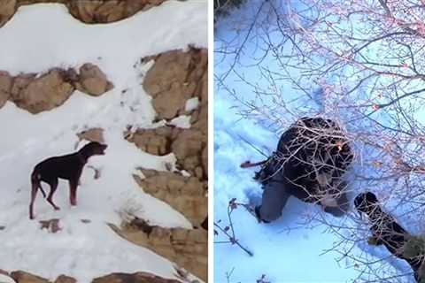 Christmas Miracle as Rescuers Save Stranded Dog in Frigid Cold
