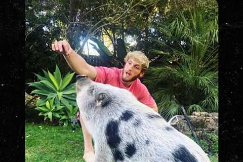 Logan Paul Thanks Rescue Org. Gentle Barn For Taking In Pig He Once Owned