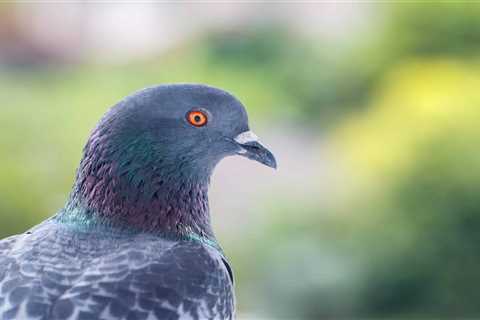 Drug-Carrying Pigeon in Canadian Prison Yard