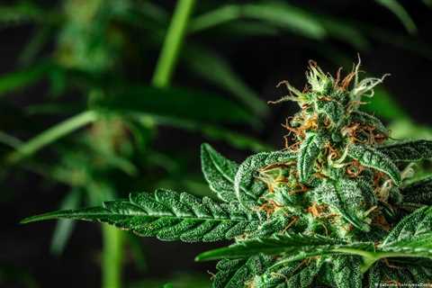 Strain Spotlight: Cherry Runtz