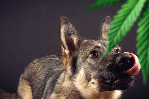 Pet Medical Cannabis Bill Introduced in Rhode Island