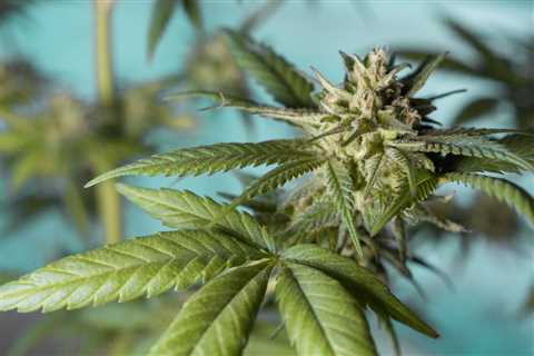 North Carolina Senate Approves Medical Cannabis Legalization Bill
