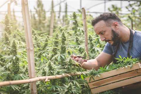 Sonoma, California Ease Tax Burden for County Weed Farmers