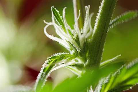 First Signs of Flowering: What to Look For