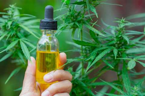 Neem Oil For Weed Plants: Best Organic Pesticide For Cannabis