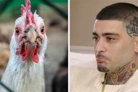 Zayn Malik Got Super Emotional While Recalling How His Chicken Died In His Arms After A Vet Laughed ..