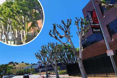 Universal Under Fire For Trimming Trees Amid Hollywood Strike