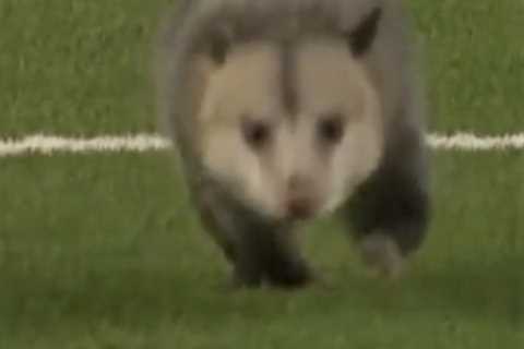 Possum hilariously dragged off field after storming TCU-Texas Tech game