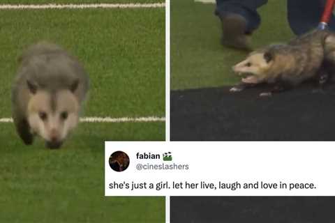 An Opossum Is Going Viral For Refusing To Leave A College Football Game, And Now It's Obviously A..