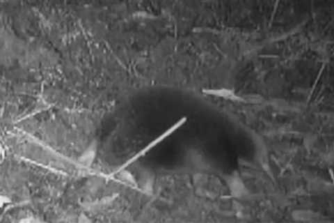 Attenborough Echidna Captured On Camera Despite Belief it Was Extinct