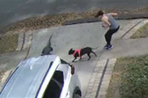 Alligator Scares Woman Walking Her Dog in South Carolina Neighborhood