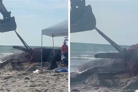 People Cheer as Dead Beached Whale Gets Mutilated During Removal