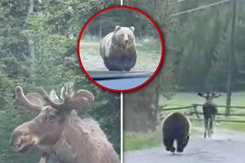 Grizzly Bear Chases Down Moose in Montana Wilderness, Crazy Video