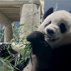 New Giant Pandas Bao Li, Qing Bao Arrive at D.C.'s National Zoo