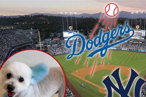 Dodgers Fans Dye Their Dogs Blue In Preparation For World Series