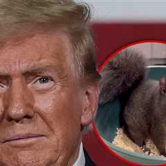 Fake Trump Statement on Peanut The Squirrel Makes Social Media Go Nuts