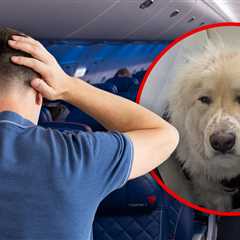 Delta Passenger Fumes After Service Dog Allegedly Replaces Him in First Class