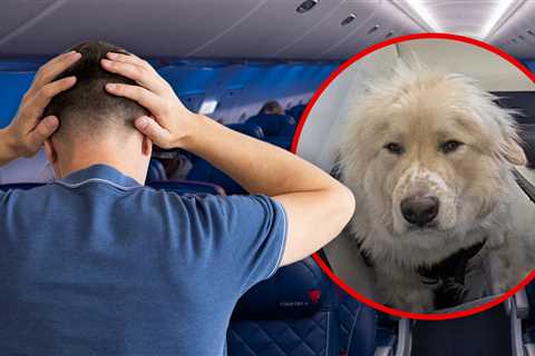 Delta Passenger Fumes After Service Dog Allegedly Replaces Him in First Class