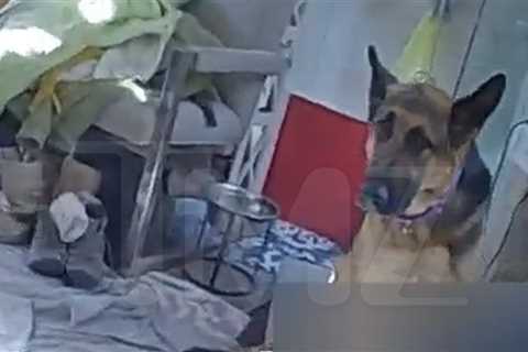 Gene Hackman Police Body Cam Video Shows Dog Protecting Wife's Dead Body