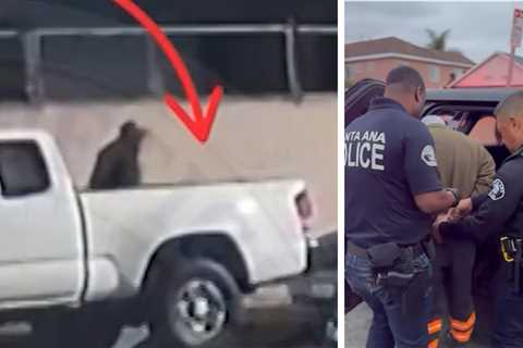 Serial Cat-Killer Suspect Caught in California, Linked to Multiple Feline Deaths