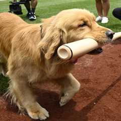 Nationals’ bat-retrieving dog Bruce laps up pregame attention, makes MLB debut: ‘Look at this dog..