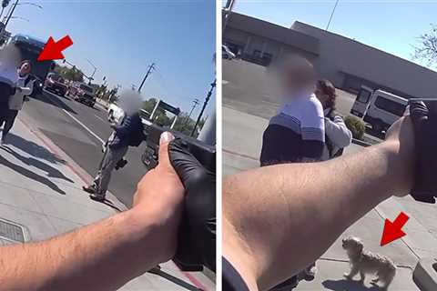 Cute Dog Survives Deadly Police Involved Shooting in California, Video Shows