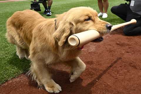 Nationals’ bat-retrieving dog Bruce laps up pregame attention, makes MLB debut: ‘Look at this dog..