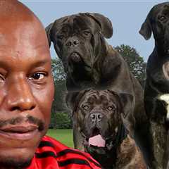 Tyrese: Cops Don't Know Where His Killer Dogs Are