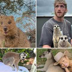 Wildin' Out Celebs With Exotic Animals for World Animal Day!