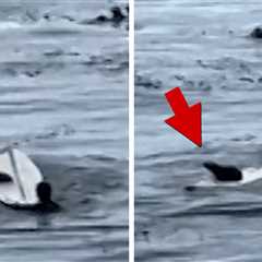 Otter Steals Surfboard, On Video