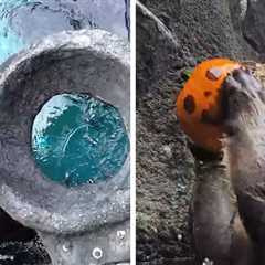 Otters Show Off Basketball Skills Slam-Dunking Pumpkins Into Hoops, on Video