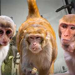 Possible Monkey Sighting Nearly 3 Days After Truck Crash Releases Several into Wild