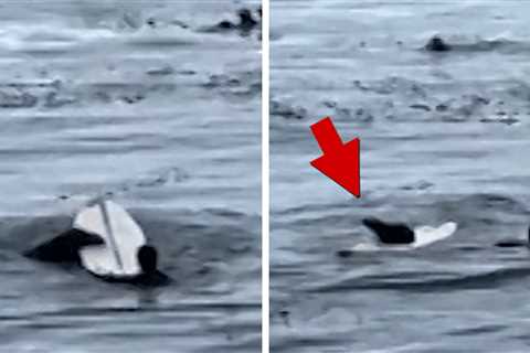 Otter Steals Surfboard, On Video