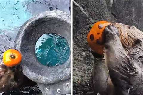 Otters Show Off Basketball Skills Slam-Dunking Pumpkins Into Hoops, on Video