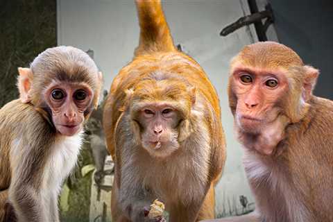 Possible Monkey Sighting Nearly 3 Days After Truck Crash Releases Several into Wild