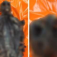 'Nonhuman Primate Meat' Seized From Passenger at Chicago's O'Hare Airport