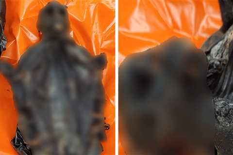 'Nonhuman Primate Meat' Seized From Passenger at Chicago's O'Hare Airport