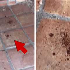 Video Shows Blood Outside Home of 'TODAY' Anchor Savannah Guthrie's Missing Mom