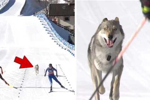 Winter Olympics Dog Crashes Race, Gets Photo-Finish Glory