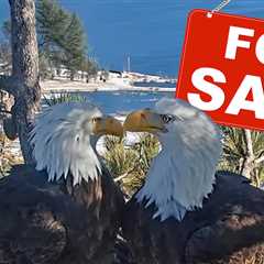 Beloved SoCal Bald Eagles' Nest Threatened by Luxury Real Estate Development