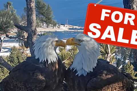 Beloved SoCal Bald Eagles' Nest Threatened by Luxury Real Estate Development