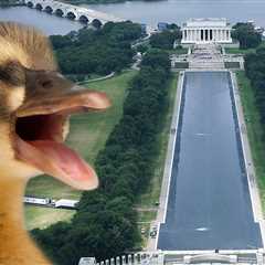 Dead Animal Found in Reflecting Pool After Trump Admin Poured Hydrogen Peroxide