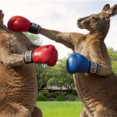 Kangaroos Have A Duel For the Ages In Man's Backyard