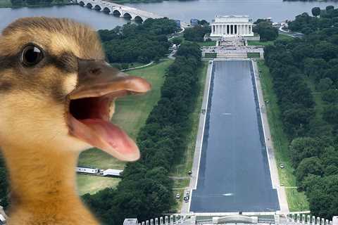 Dead Animal Found in Reflecting Pool After Trump Admin Poured Hydrogen Peroxide