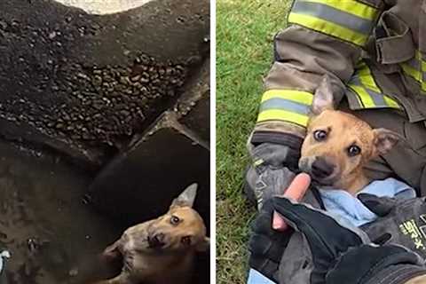 Arkansas Firefighters Rescue Scared Puppy From Storm Drain, On Video