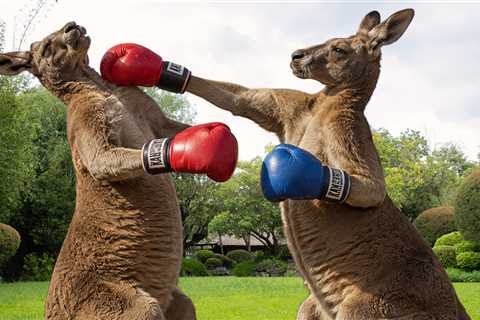 Kangaroos Have A Duel For the Ages In Man's Backyard