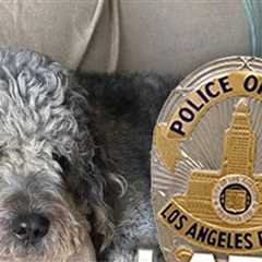 Family of Dog Killed by LAPD During Knicks Game Celebration Sues City