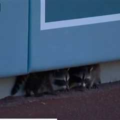 Baby Raccoons Adorably Invade Dodgers Game