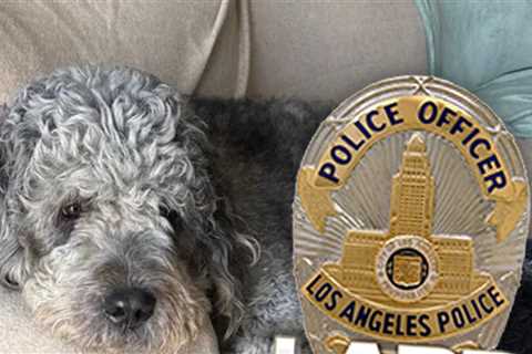 Family of Dog Killed by LAPD During Knicks Game Celebration Sues City